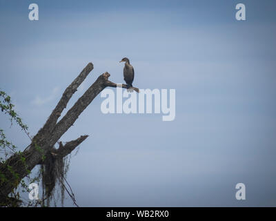 La fauna selvatica in natura Foto Stock