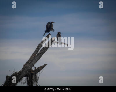 La fauna selvatica in natura Foto Stock