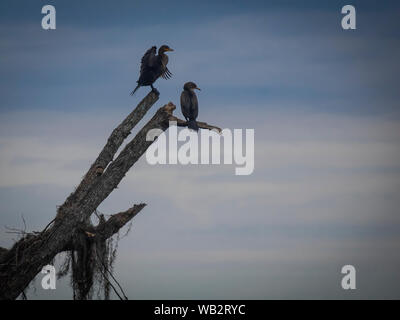 La fauna selvatica in natura Foto Stock