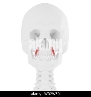 Levator anguli oris muscolo, illustrazione del computer. Foto Stock