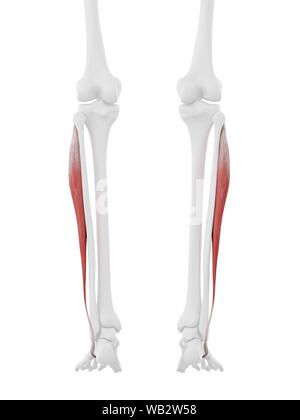 Peroneus longus muscolo, illustrazione del computer. Foto Stock