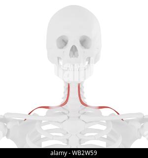 Muscolo Omohyoid, illustrazione del computer. Foto Stock