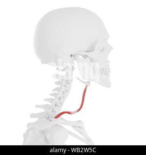 Muscolo Omohyoid, illustrazione del computer. Foto Stock