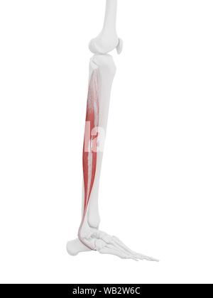 Peroneus longus muscolo, illustrazione del computer. Foto Stock