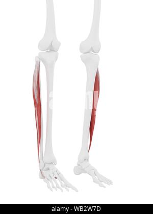 Peroneus longus muscolo, illustrazione del computer. Foto Stock