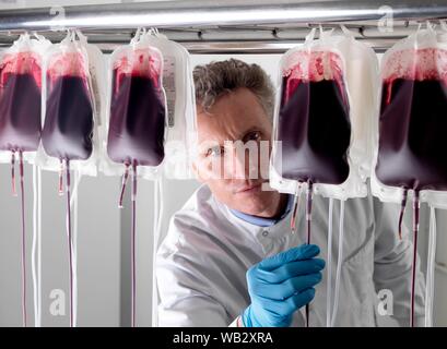 Il sangue del donatore di elaborazione. Il donatore il sangue viene separato nei suoi componenti. Foto Stock