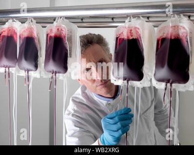 Il sangue del donatore di elaborazione. Il donatore il sangue viene separato nei suoi componenti. Foto Stock