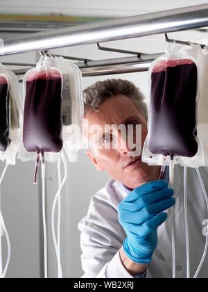 Il sangue del donatore di elaborazione. Il donatore il sangue viene separato nei suoi componenti. Foto Stock
