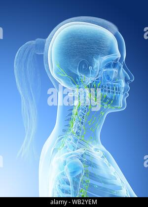 Sistema linfatico della testa e del collo, illustrazione del computer. Foto Stock