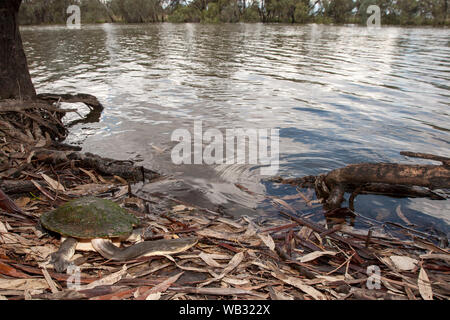 Australian ampio fiume sgusciate Turtle in habitat Foto Stock