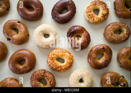 Selezione di vari sapori di bagel freschi su un legno neutro di sfondo della tabella Foto Stock