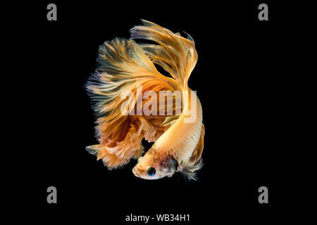 Oro giallo pesce betta, siamese lotta contro la pesca su sfondo nero Foto Stock