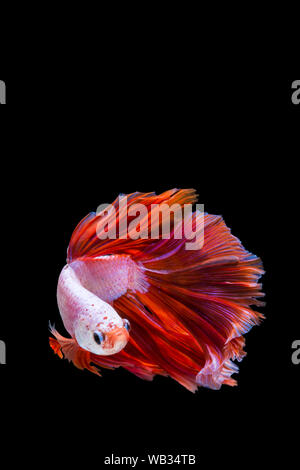 Rosa e Rosso betta pesce, siamesi lotta contro la pesca su sfondo nero Foto Stock