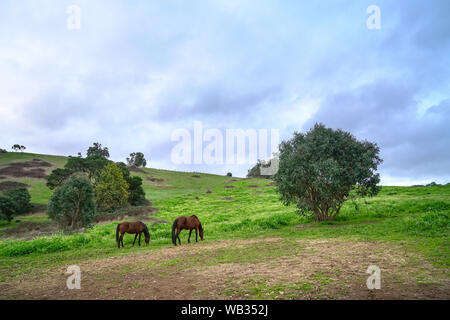 Cavalli sul verde prato pascolo. Paesaggio di campagna durante il crepuscolo. Foto Stock