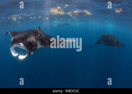 Tre mante, uno di testa con la bocca aperta, Isla Mujeres Messico Foto Stock