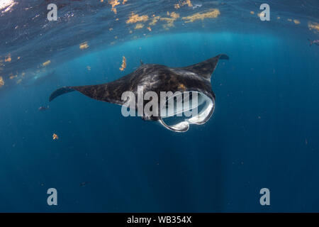 Manta Ray di testa con la bocca aperta, Isla Mujeres Messico Foto Stock