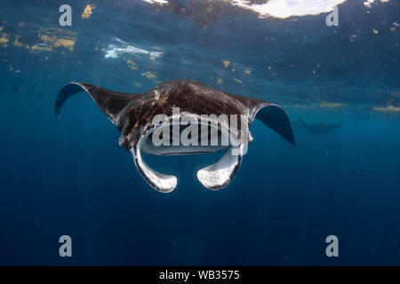 Manta Ray di testa con la bocca aperta, Isla Mujeres Messico Foto Stock