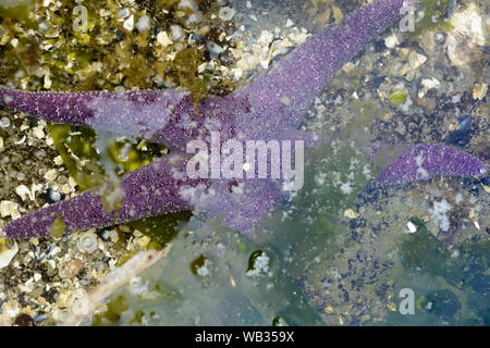 Viola Stella di Mare starfish parzialmente sommerso in acqua tidepool, zona intercotidale, Drumbeg Parco Provinciale, British Columbia, Canada. Foto Stock