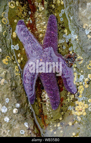 Viola Stella di Mare starfish parzialmente sommerso in acqua tidepool, zona intercotidale, Drumbeg Parco Provinciale, British Columbia, Canada. Foto Stock