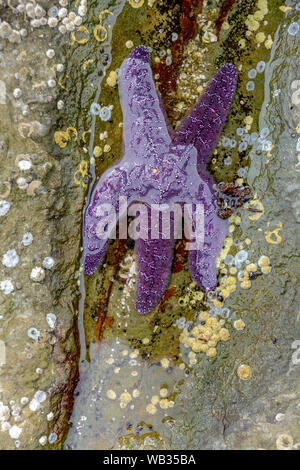 Viola Stella di Mare starfish parzialmente sommerso in acqua tidepool, zona intercotidale, Drumbeg Parco Provinciale, British Columbia, Canada. Foto Stock