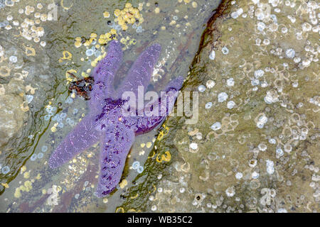 Viola Stella di Mare starfish parzialmente sommerso in acqua tidepool, zona intercotidale, Drumbeg Parco Provinciale, British Columbia, Canada. Foto Stock