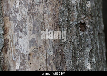La corteccia di un albero di olmo latino ulmus o frondibus ulmi mostrante l'inizio della malattia dell'olmo olandese chiamato anche grafiosi del olmo causato da un coleottero ed un fungo Foto Stock