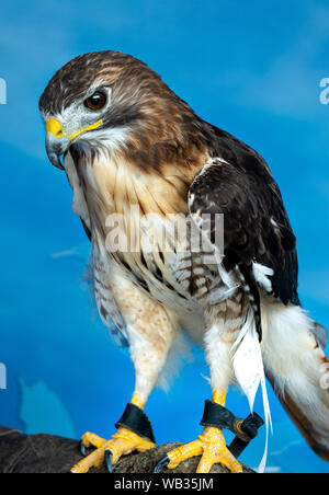 Un rosso tailed hawk posatoi sul guanto di un trainer a livello nazionale Voliera di Pittsburgh, in Pennsylvania, STATI UNITI D'AMERICA Foto Stock