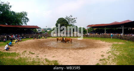 La corrida in Hat Yai, sud della Thailandia Foto Stock
