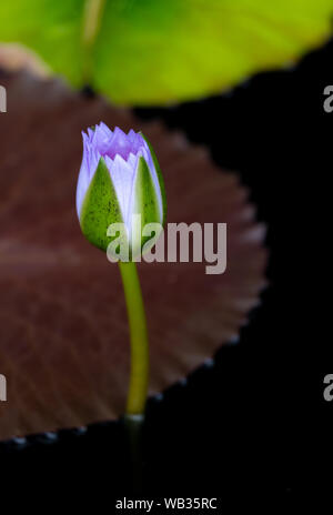Viola ninfee Foto Stock