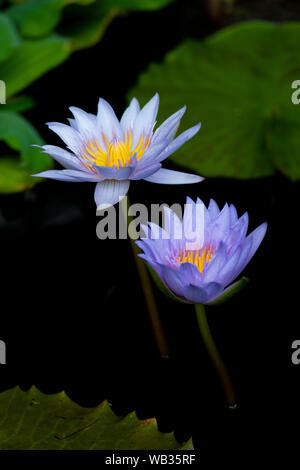 Viola ninfee Foto Stock