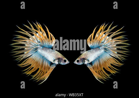 Giallo e blu betta pesce, siamesi lotta contro la pesca su sfondo nero Foto Stock