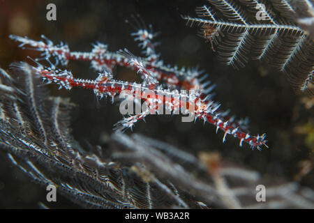 Ornate Ghost Pipefish coppia (Seahorse famiglia) su una gorgonia, Bali Indonesia Foto Stock