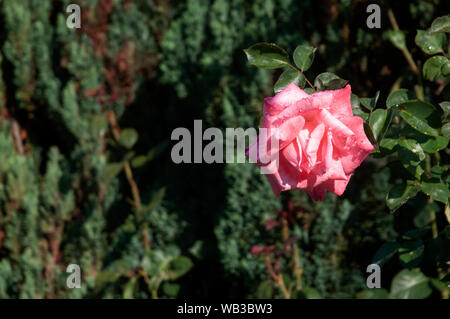 Gocce di acqua sui petali di rosa di un giardino rosa nel sole del mattino dopo notte piovosa Foto Stock