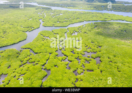 La foresta tropicale con alberi di mangrovia, la vista dall'alto. Mangrovie e fiumi. Paesaggio tropicale in una zona deserta. Foto Stock