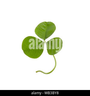 Verde foglia di trifoglio isolato su bianco. Questo ha percorso di clipping. Foto Stock
