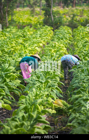 Le persone che lavorano in azienda di tabacco sull isola di Lombok, Indonesia. Foto Stock