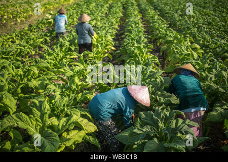 Le persone che lavorano in azienda di tabacco sull isola di Lombok, Indonesia. Foto Stock