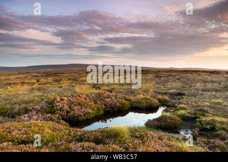 Teesdale, County Durham, Regno Unito. 24 agosto 2019. Regno Unito Meteo. Essa è stata colorata per iniziare la Bank Holiday weekend su mori della North Pennines come il sorgere del sole ha iniziato ad illuminare la fioritura heather. Con una buona le previsioni per i prossimi giorni gli scuotipaglia e altri amanti potrebbe godere di viste spettacolari di Mori e sulle montagne del nord dell'Inghilterra. Credito: David Forster/Alamy Live News Foto Stock