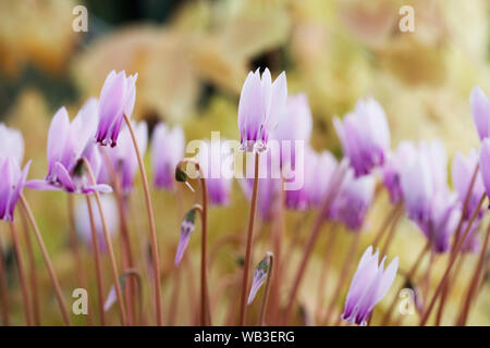 Ciclamino hederifolium var. confusum fiori. Foto Stock