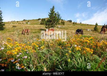 Cavalli dalla montagna di Velebit in Croazia Foto Stock