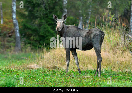 Moose mucca sul pascolo. Foto Stock