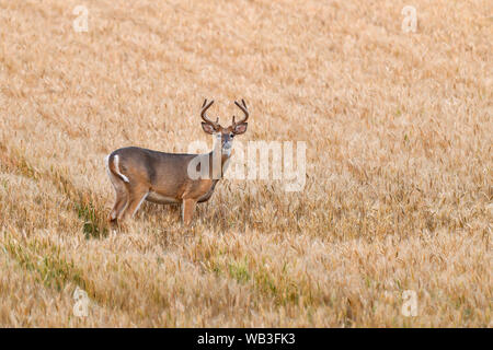 A tarda notte il visitatore sulla wheatfield. White-tailed deer stag. Foto Stock