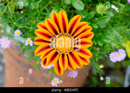 Gazania regens fiore vicino la vista superiore di colore arancione e rosso striato petali di striscia che cresce in giardino in Carmarthenshire Wales UK KATHY DEWITT Foto Stock