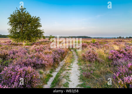 Viola di erica rosa in fiore Ginkel Heath Ede nei Paesi Bassi. Famosa come zona di caduta per i soldati durante la WOII operazione Market Garden Arnhem. Foto Stock