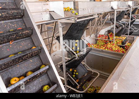 Molti mature cadono le mele in un contenitore, pronto a spremere il succo di mela Foto Stock