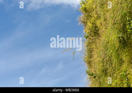 Soggiorno parete verde, Hampstead Road, Camden, London, Regno Unito Foto Stock