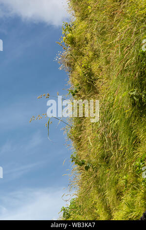 Soggiorno parete verde, Hampstead Road, Camden, London, Regno Unito Foto Stock