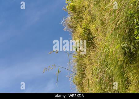 Soggiorno parete verde, Hampstead Road, Camden, London, Regno Unito Foto Stock