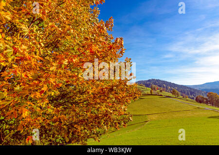 Autunno albero colorato in giallo e arancione con un vasto prato e colline in una giornata di sole Foto Stock