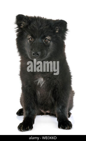 Cucciolo Lapphund finlandese di fronte a uno sfondo bianco Foto Stock